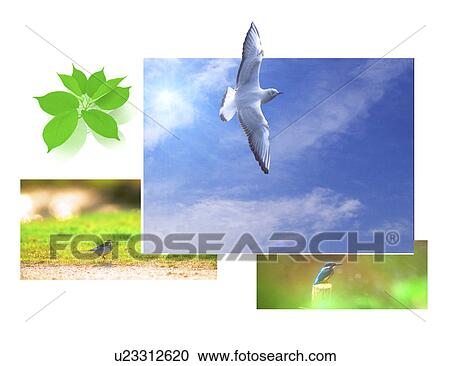 View of a birds View Large Illustration Clipart - View of a birds. Fotosearch