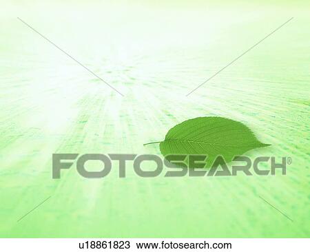 Drawing - View of a green leaf (digital composite). Fotosearch