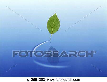 Drawing - View of a leaf reflected in water (digital composite). Fotosearch
