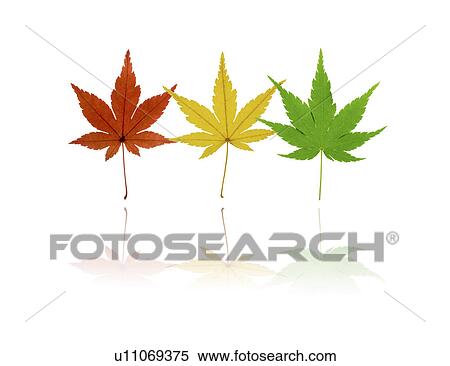 Stock Illustration - View of colorful maple leaves (digital composite). Fotosearch