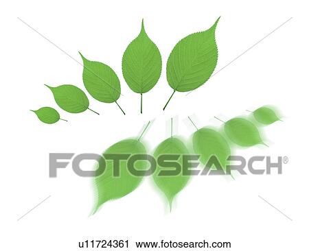 Clip Art - View of green leaves. Fotosearch