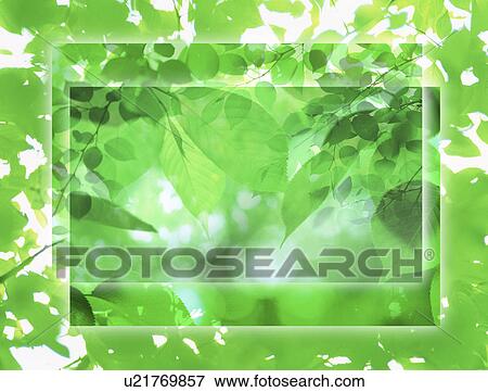 View of green leaves on branches (digital composite) View Large Illustration Stock Illustration - View of green leaves on branches (digital composite). Fotosearch