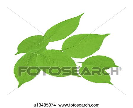 View of green leaves on white background View Large Illustration Stock Illustration - View of green leaves on white background. Fotosearch