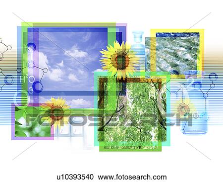 Clipart - View of sunflowers. Fotosearch