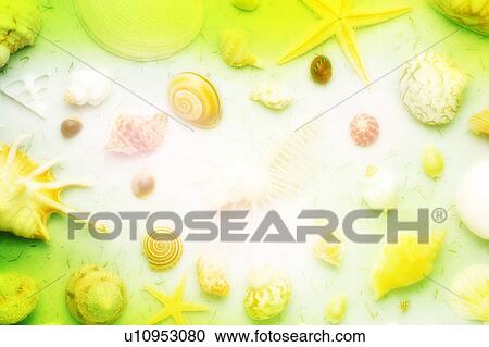 Assorted sea shells View Large Photo Image Stock Image - Assorted sea shells. Fotosearch