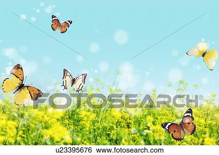 Butterflies flying over field View Large Photo Image Stock Photograph - Butterflies flying over field. Fotosearch