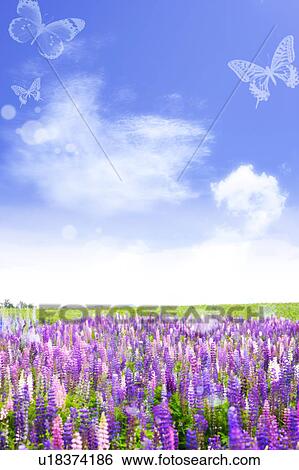 Stock Photograph - Butterflies flying over lavender field. Fotosearch