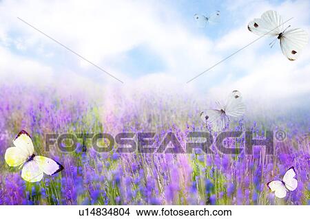 Picture - Butterflies over wildflower field. Fotosearch