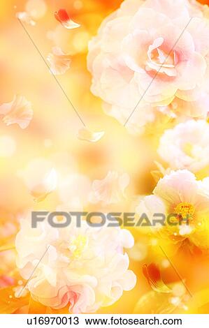 Camellias and Dahlias View Large Photo Image Stock Image - Camellias and Dahlias. Fotosearch