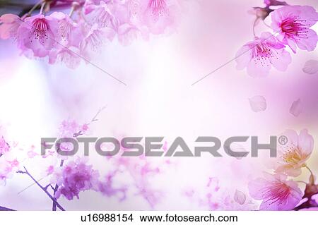 Picture - Cherry Blossom. Fotosearch