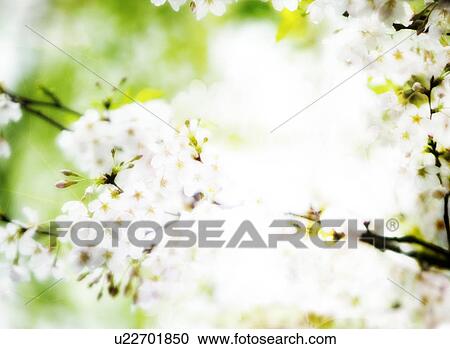 Stock Image - Cherry Blossom. Fotosearch