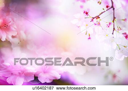 Cherry Blossom View Large Photo Image Stock Photo - Cherry Blossom. Fotosearch