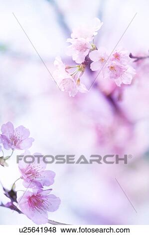 Cherry Blossom View Large Photo Image Stock Photo - Cherry Blossom. Fotosearch