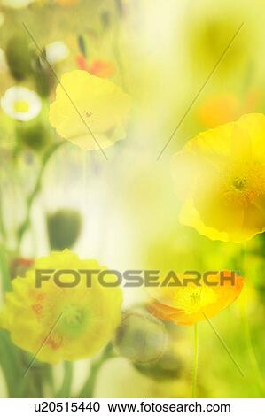Stock Image - Corn poppies. Fotosearch