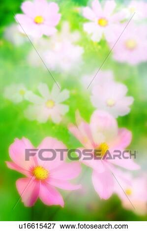 Stock Photo - Cosmos Flowers. Fotosearch