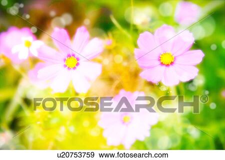 Stock Photo - Cosmos Flowers. Fotosearch