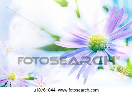 Daisies View Large Photo Image Picture - Daisies. Fotosearch