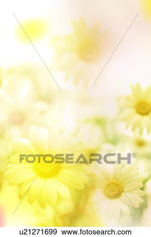 Stock Photo - Daisies. Fotosearch