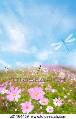 Stock Photo - Dragonflies flying over wildflower field. Fotosearch