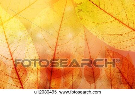 Leaves vein View Large Photo Image Stock Photography - Leaves vein. Fotosearch