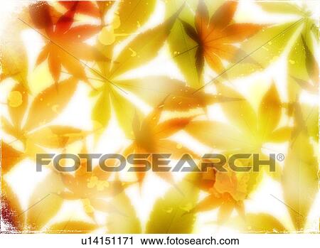 Maple leaves View Large Photo Image Stock Image - Maple leaves. Fotosearch