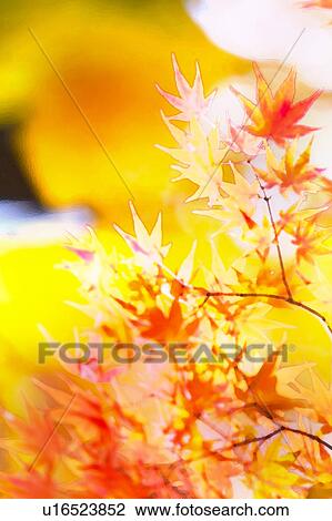 Maple leaves View Large Photo Image Stock Image - Maple leaves. Fotosearch