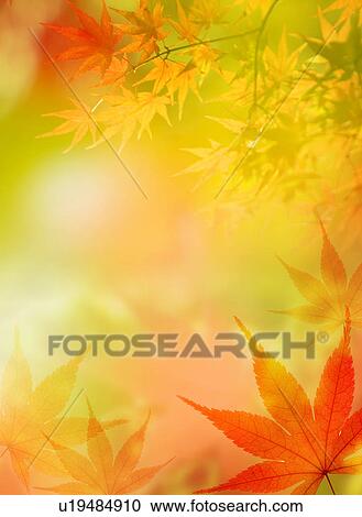 Maple leaves View Large Photo Image Stock Image - Maple leaves. Fotosearch