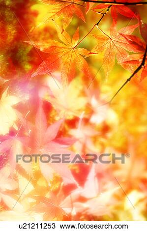 Stock Image - Maple leaves. Fotosearch