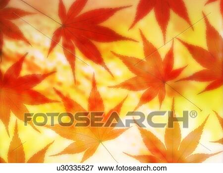 Stock Photo - Maple leaves. Fotosearch