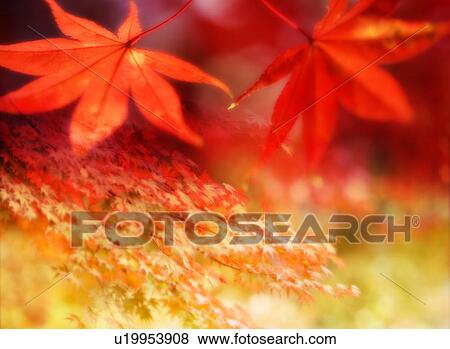 Maple tree and maple leaves View Large Photo Image Stock Photo - Maple tree and maple leaves. Fotosearch