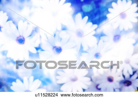 Marguerites View Large Photo Image Picture - Marguerites. Fotosearch