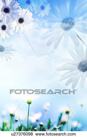 Stock Photo - Marguerites. Fotosearch