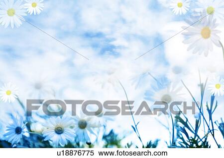 Stock Photography - Marguerites. Fotosearch