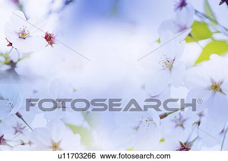 Paulownias View Large Photo Image Stock Photograph - Paulownias. Fotosearch