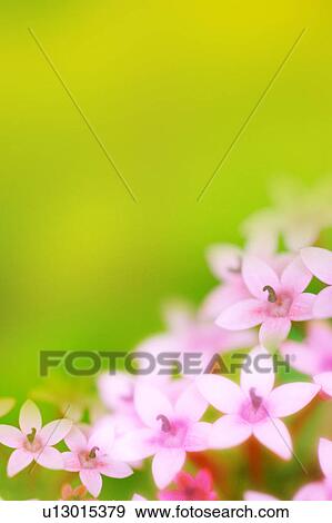 Stock Photo - Star Cluster. Fotosearch