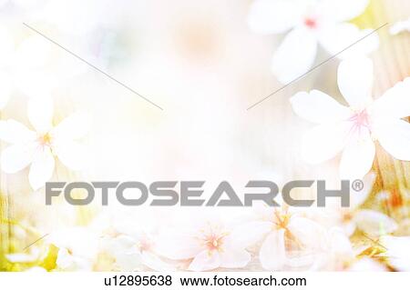 Stock Photo - Tung Blossom. Fotosearch