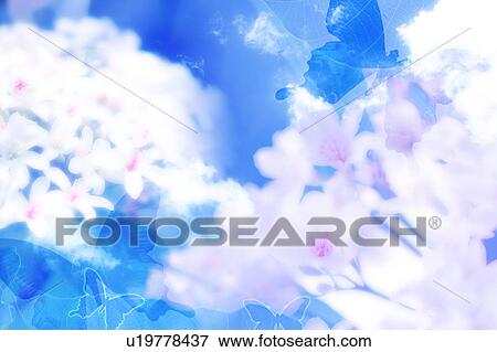 Stock Photo - Tung flowers and butterflies. Fotosearch
