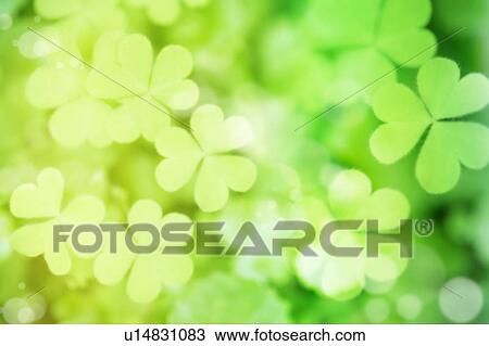 Wood Sorrels View Large Photo Image Stock Image - Wood Sorrels. Fotosearch