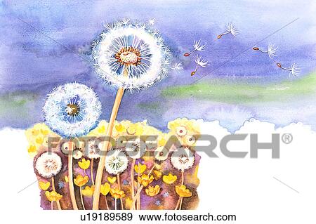 花 水彩画の絵 の タンポポ 中に 自然 イラスト U1915 Fotosearch