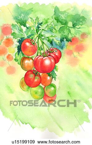 花 水彩画の絵 の トマト イラスト U Fotosearch