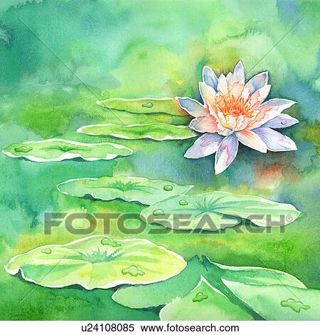 花 水彩画の絵 の ロータス そして 葉 イラスト U Fotosearch