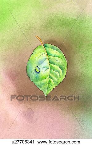 Flower, Watercolor painting of a green leaf View Large Illustration Clip Art - Flower, Watercolor painting of a green leaf. Fotosearch