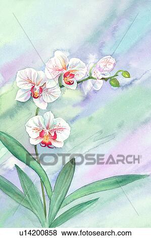 Stock Illustration - Flower, Watercolor painting of blossom. Fotosearch