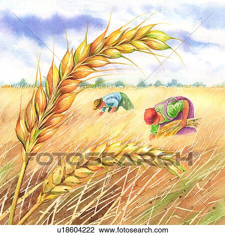 Flower, Watercolor painting of famers working with ear of wheat View Large Illustration Drawing - Flower, Watercolor painting of famers working with ear of wheat. Fotosearch
