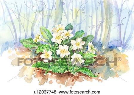 Stock Illustration - Flower, Watercolor painting of flowers in the woods. Fotosearch