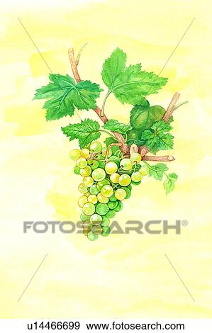 Flower, Watercolor painting of grapes View Large Illustration Stock Illustration - Flower, Watercolor painting of grapes. Fotosearch