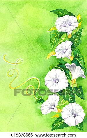 Stock Illustration - Flower, Watercolor painting of petunia. Fotosearch