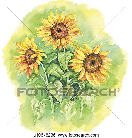 Stock Illustration - Flower, Watercolor painting of sunflowers. Fotosearch
