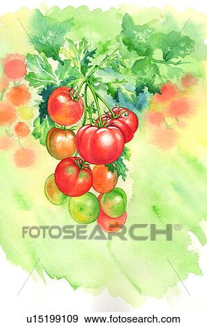 Flower, Watercolor painting of tomatoes View Large Illustration Stock Illustration - Flower, Watercolor painting of tomatoes. Fotosearch