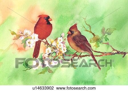 動物 水彩画の絵 の ２羽の鳥 とまる 上に ブランチ で 花 スケッチ U Fotosearch